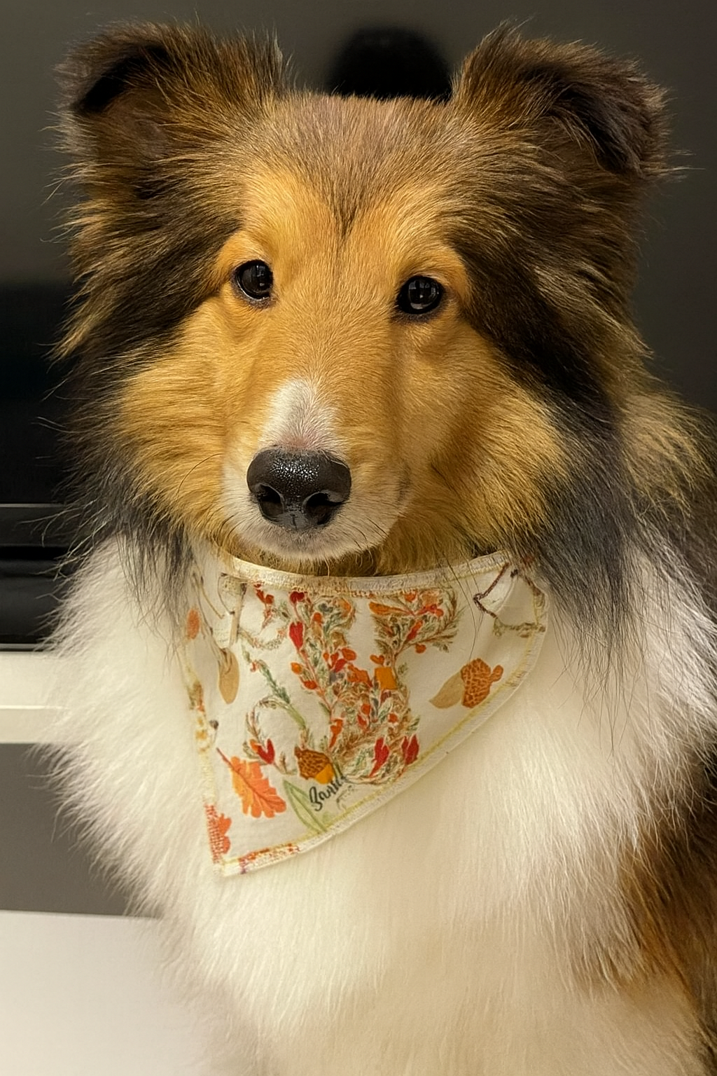 Autumn Hedgehog Bandana